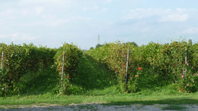 Azienda Vinicola Medice Ermete (RE) Italy